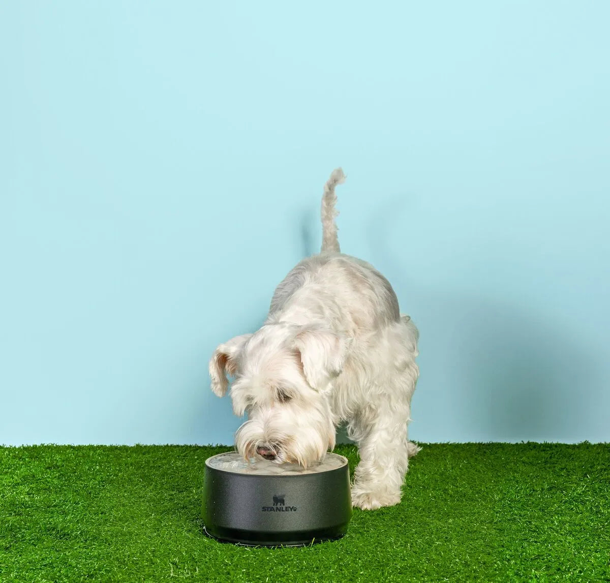 Um cachorro bebendo água no Pet Bowl Stanley.